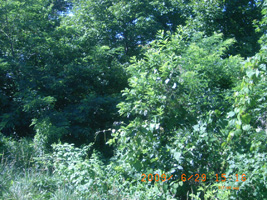 Photo not available